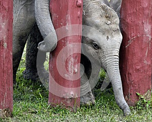 Thai baby elephant at Ayothaya Floating Market.Ayutthaya,Thai