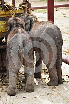 Thai Baby Elephant at Ayutthaya Thailand