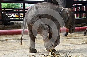 Thai Baby Elephant at Ayutthaya Thailand