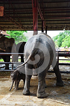 Thai Baby Elephant at Ayutthaya Thailand