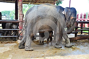 Thai Baby Elephant at Ayutthaya Thailand