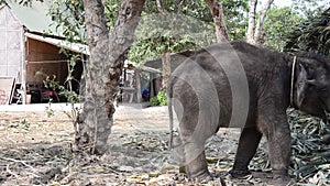 Thai Baby Elephant eating food