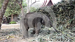 Thai Baby Elephant eating food