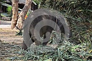 Thai Baby Elephant eating food