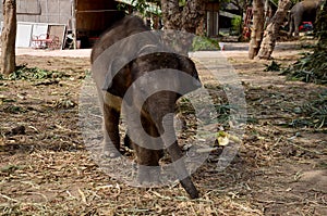 Thai Baby Elephant eating food
