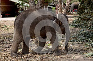 Thai Baby Elephant eating food