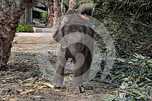 Thai Baby Elephant eating food