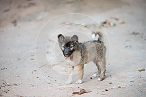 Thai bangkaew baby dog