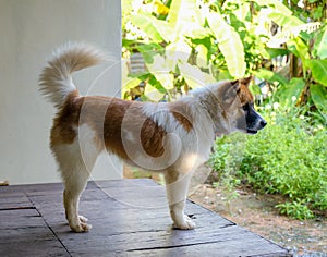 Thai bangkaew dog Animal species  Breeding in Thailand