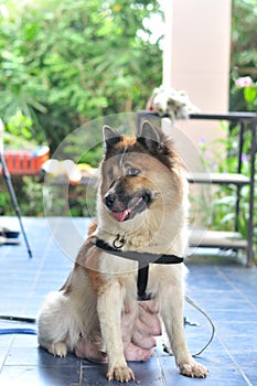 Thai Bangkaew Dog, Bangkaew mother dog portrait