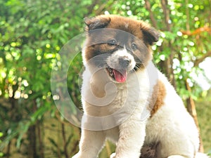 Thai Bangkaew Dog, Bangkaew puppy