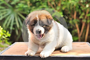 Thai Bangkaew Dog, Bangkaew puppy portrait