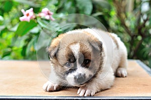 Thai Bangkaew Dog, Bangkaew puppy portrait