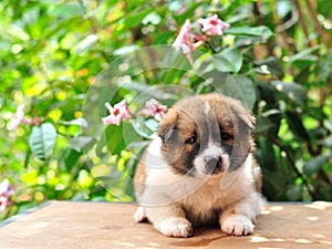 Thai Bangkaew Dog, Bangkaew puppy portrait