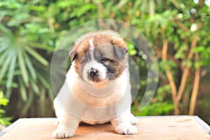 Thai Bangkaew Dog, Bangkaew puppy portrait