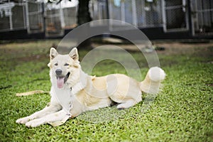 Thai Bangkaew dog on green park