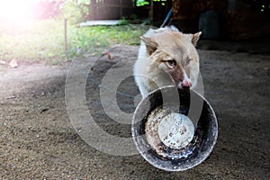 Thai bangkaew dog hold a feeding bowl in the mouth