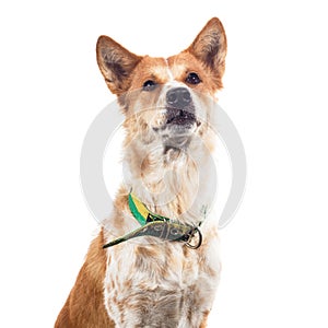 Thai Bangkaew Dog isolated on white background