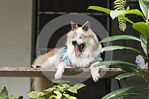 Thai Bangkaew dog yawn