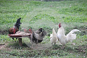 Thai bangkok chickens
