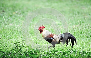 Thai Bantam