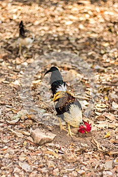 Thai Bantam Chicken, animal