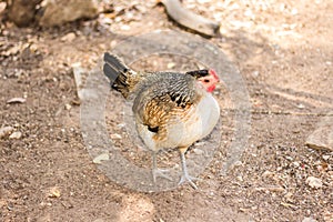 Thai Bantam Chicken, animal