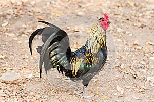 Thai Bantam Chicken, animal