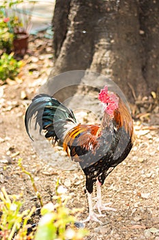 Thai Bantam Chicken, animal