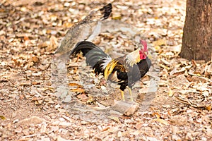 Thai Bantam Chicken, animal