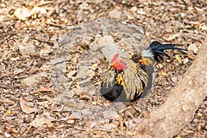 Thai Bantam Chicken, animal