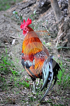 Thai bantam chicken photo