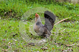 A Thai Bantam hen on the field.