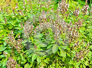 Thai basil