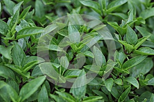 Thai Basil