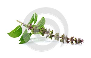 Thai Basil isolated on white background