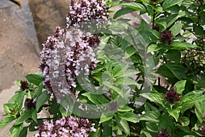 Thai basil and its flowers