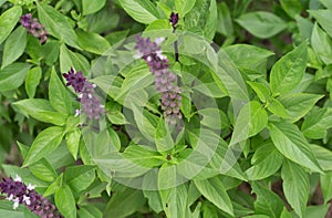 Thai basil leaves