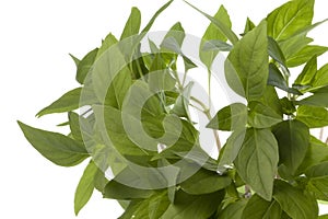 Thai Basil Leaves Isolated