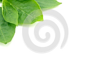 Thai basil leaves on white background