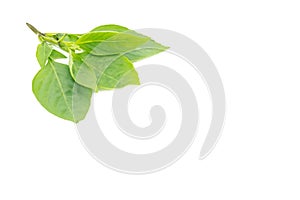 Thai basil leaves on white background