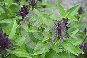 Thai basil, Ocimum basilicum