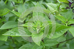 Thai basil, Ocimum basilicum