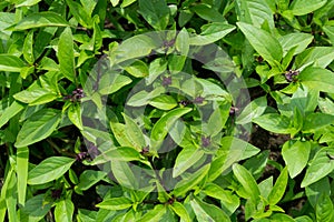 Thai basil plant in the garden