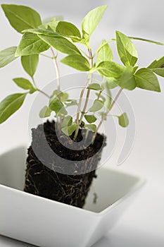 Thai basil with soil in white cup on white