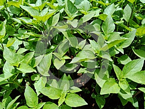 Thai basil sping bright green leaves plant growing in the sunny at vegetable garden background.