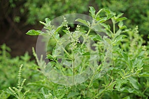 Thai basil or sweet basil scientific name Ocimum basilicum,Pan right of thai Lemon basil plants organic vegetable acreage herb o