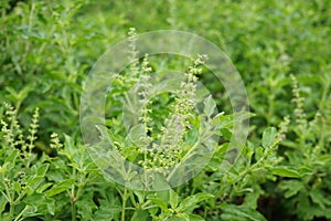 Thai basil or sweet basil scientific name Ocimum basilicum,Pan right of thai Lemon basil plants organic vegetable acreage herb o