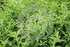 Thai basil or sweet basil scientific name Ocimum basilicum,Pan right of thai Lemon basil plants organic vegetable acreage herb o