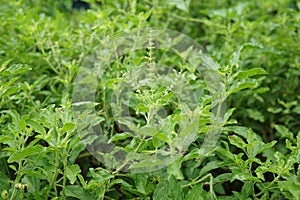 Thai basil or sweet basil scientific name Ocimum basilicum,Pan right of thai Lemon basil plants organic vegetable acreage herb o